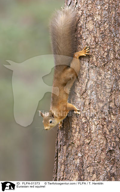 Europisches Eichhrnchen / Eurasian red squirrel / FLPA-01373
