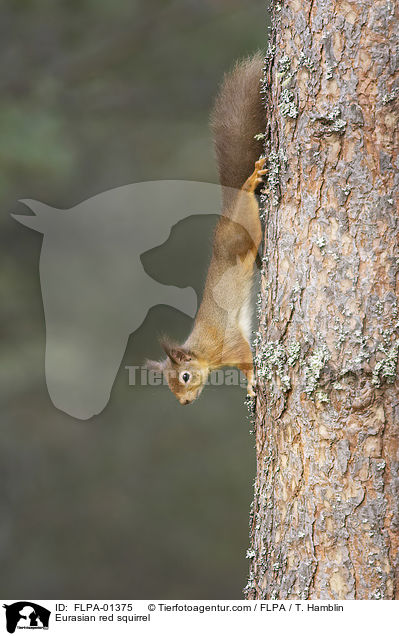 Europisches Eichhrnchen / Eurasian red squirrel / FLPA-01375