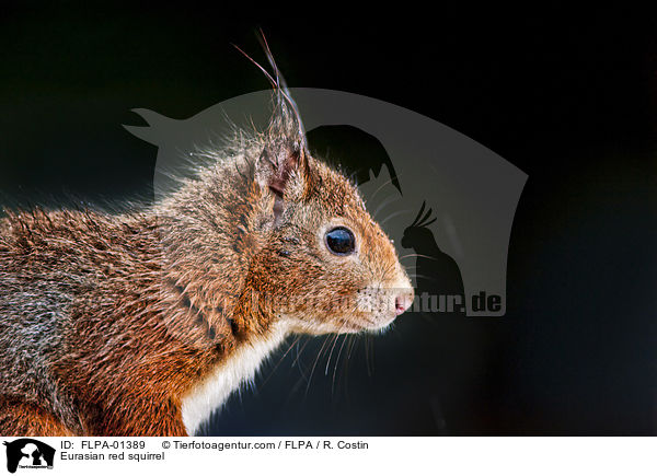 Eurasian red squirrel / FLPA-01389