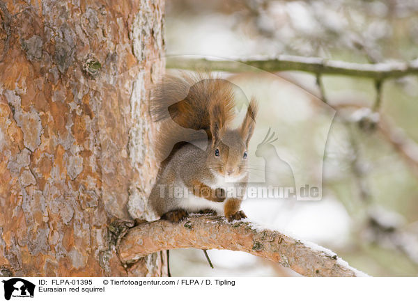 Europisches Eichhrnchen / Eurasian red squirrel / FLPA-01395