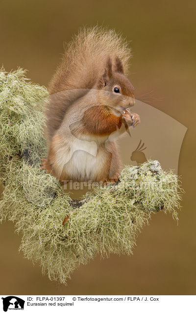 Eurasian red squirrel / FLPA-01397