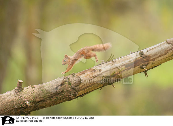 Europisches Eichhrnchen / Eurasian red squirrel / FLPA-01438