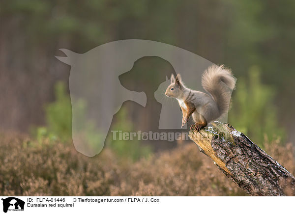 Eurasian red squirrel / FLPA-01446