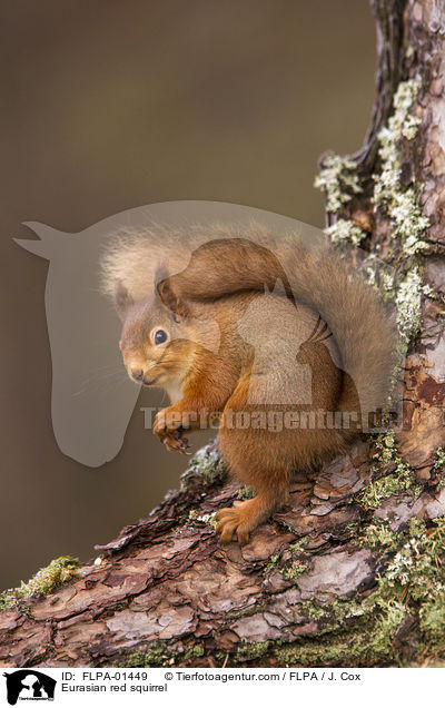 Europisches Eichhrnchen / Eurasian red squirrel / FLPA-01449