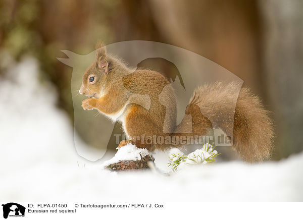 Europisches Eichhrnchen / Eurasian red squirrel / FLPA-01450
