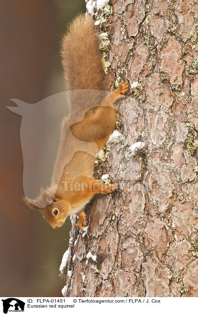 Europisches Eichhrnchen / Eurasian red squirrel / FLPA-01451