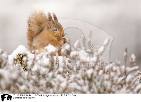Europisches Eichhrnchen / Eurasian red squirrel / FLPA-01454