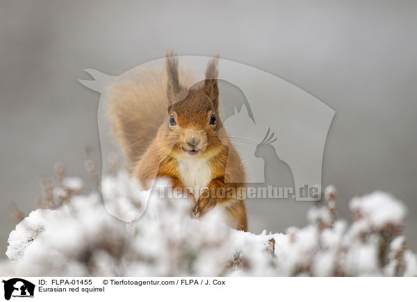 Europisches Eichhrnchen / Eurasian red squirrel / FLPA-01455