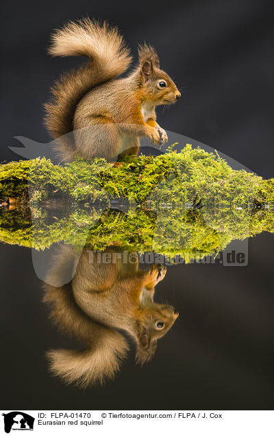 Europisches Eichhrnchen / Eurasian red squirrel / FLPA-01470