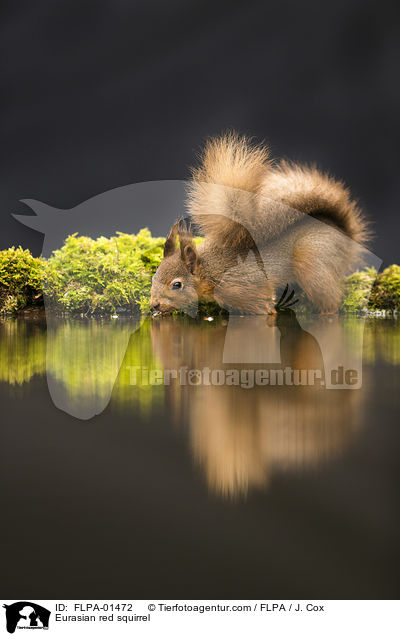 Europisches Eichhrnchen / Eurasian red squirrel / FLPA-01472