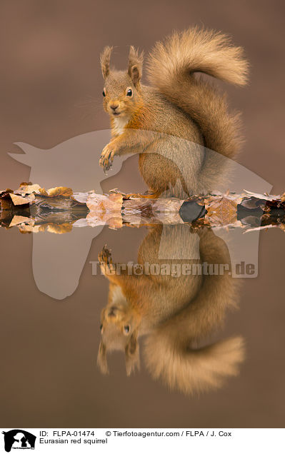 Europisches Eichhrnchen / Eurasian red squirrel / FLPA-01474