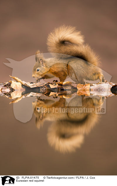 Europisches Eichhrnchen / Eurasian red squirrel / FLPA-01475