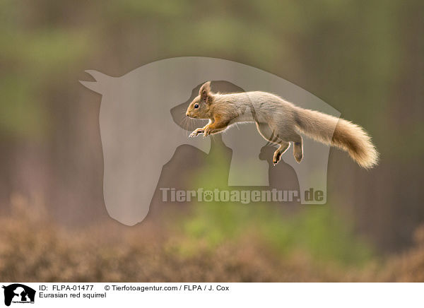 Europisches Eichhrnchen / Eurasian red squirrel / FLPA-01477