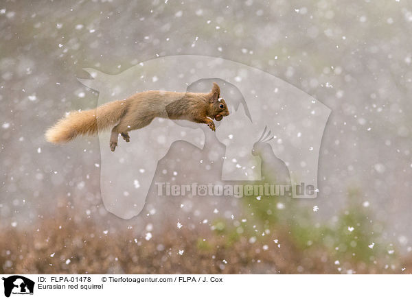 Eurasian red squirrel / FLPA-01478
