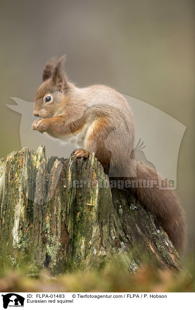 Europisches Eichhrnchen / Eurasian red squirrel / FLPA-01483