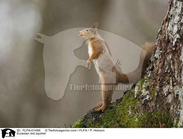 Europisches Eichhrnchen / Eurasian red squirrel / FLPA-01486