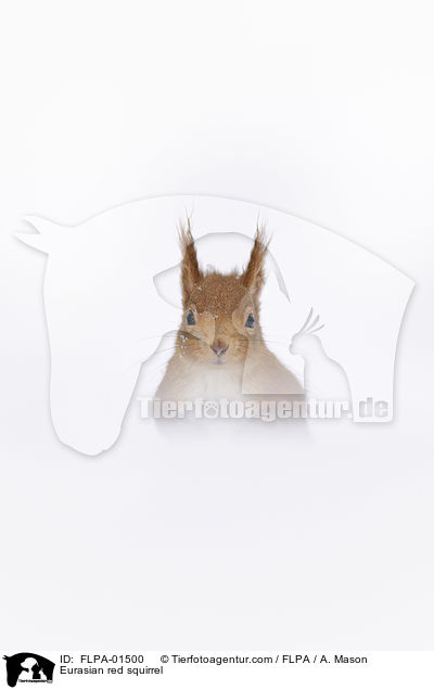 Europisches Eichhrnchen / Eurasian red squirrel / FLPA-01500