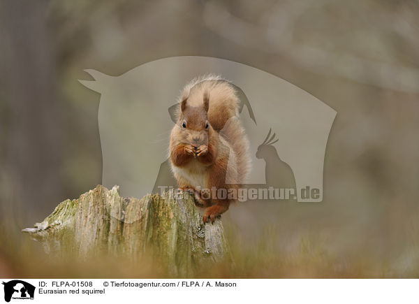 Eurasian red squirrel / FLPA-01508