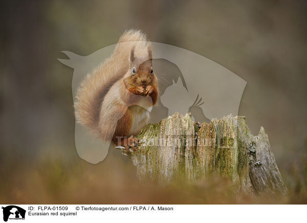 Eurasian red squirrel / FLPA-01509