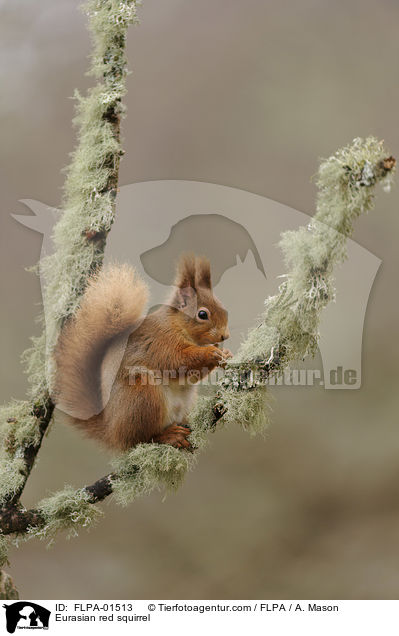 Europisches Eichhrnchen / Eurasian red squirrel / FLPA-01513