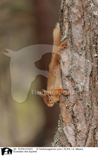 Europisches Eichhrnchen / Eurasian red squirrel / FLPA-01523