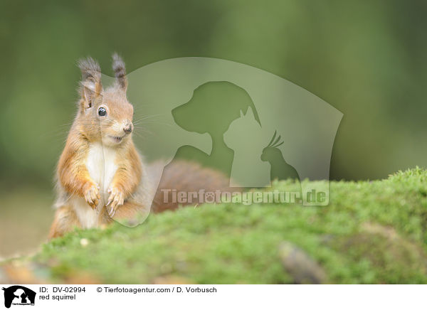 red squirrel / DV-02994