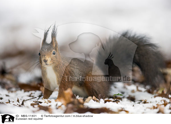 Europisches Eichhrnchen / Eurasian red squirrel / MBS-11401