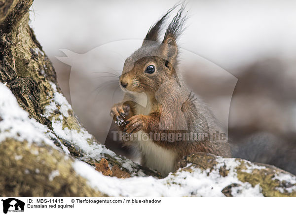 Europisches Eichhrnchen / Eurasian red squirrel / MBS-11415