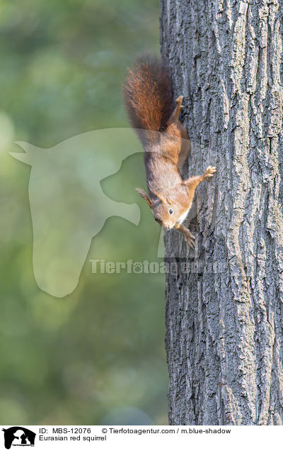 Europisches Eichhrnchen / Eurasian red squirrel / MBS-12076