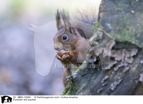 Eurasian red squirrel / MBS-12084