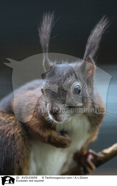 Europisches Eichhrnchen / Eurasian red squirrel / AVD-03656
