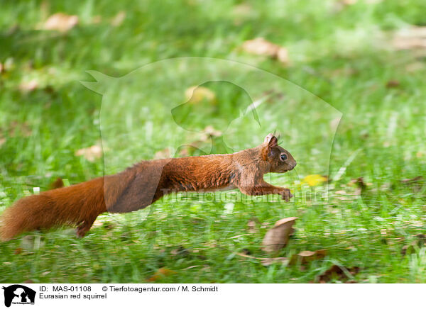 Europisches Eichhrnchen / Eurasian red squirrel / MAS-01108