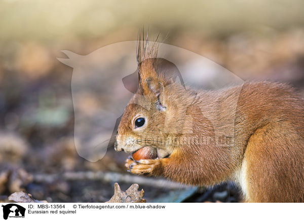 Eurasian red squirrel / MBS-13564
