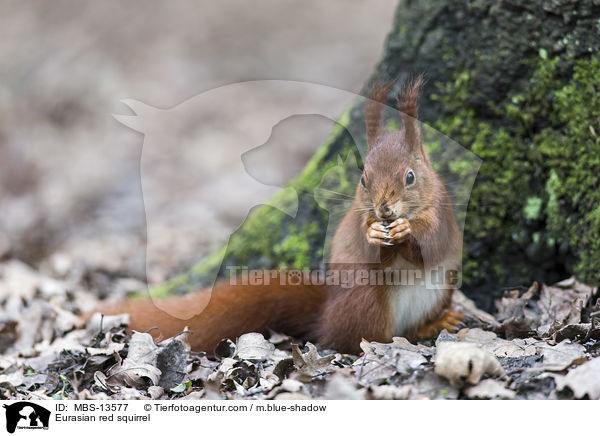 Europisches Eichhrnchen / Eurasian red squirrel / MBS-13577