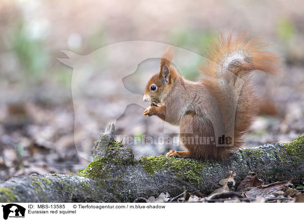 Europisches Eichhrnchen / Eurasian red squirrel / MBS-13585