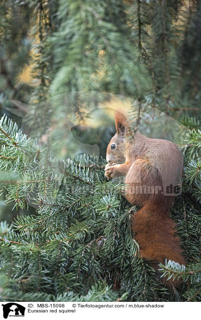 Europisches Eichhrnchen / Eurasian red squirrel / MBS-15098