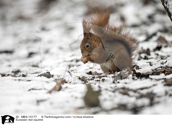 Europisches Eichhrnchen / Eurasian red squirrel / MBS-15177