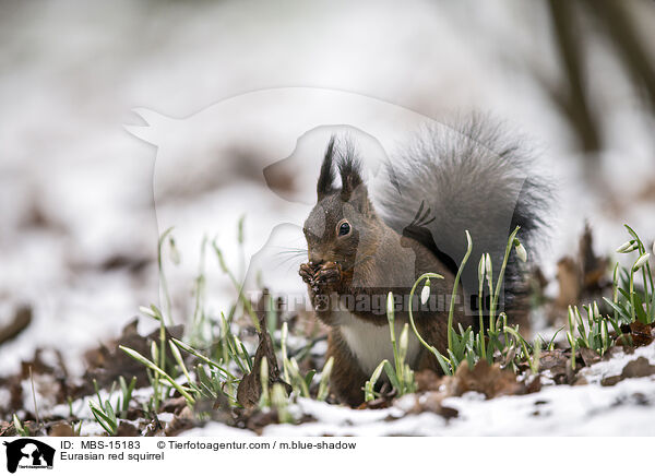 Eurasian red squirrel / MBS-15183