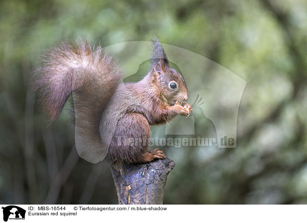 Europisches Eichhrnchen / Eurasian red squirrel / MBS-16544