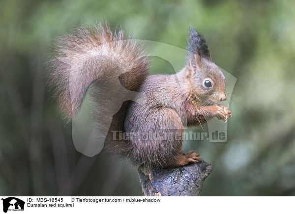 Europisches Eichhrnchen / Eurasian red squirrel / MBS-16545