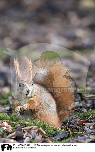Europisches Eichhrnchen / Eurasian red squirrel / MBS-16549