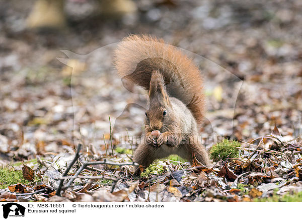 Europisches Eichhrnchen / Eurasian red squirrel / MBS-16551