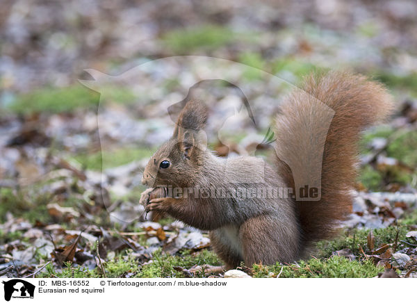 Europisches Eichhrnchen / Eurasian red squirrel / MBS-16552