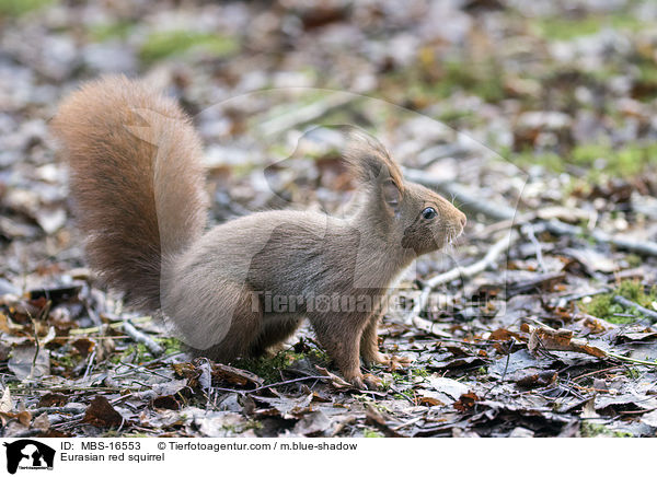 Europisches Eichhrnchen / Eurasian red squirrel / MBS-16553
