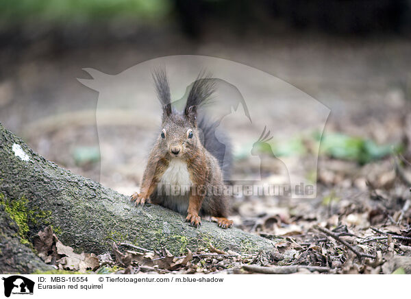 Europisches Eichhrnchen / Eurasian red squirrel / MBS-16554