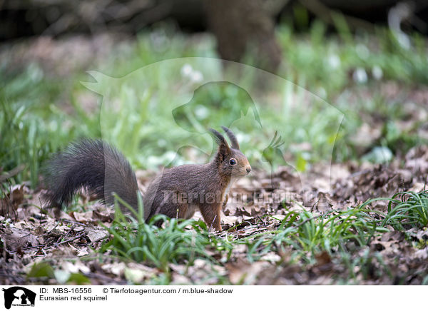 Europisches Eichhrnchen / Eurasian red squirrel / MBS-16556