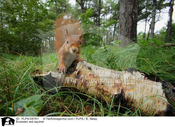 Eurasian red squirrel / FLPA-04761