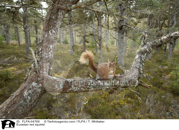 Eurasian red squirrel / FLPA-04769