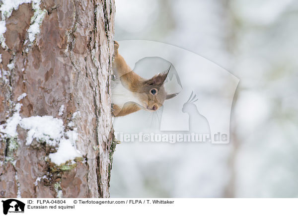 Europisches Eichhrnchen / Eurasian red squirrel / FLPA-04804
