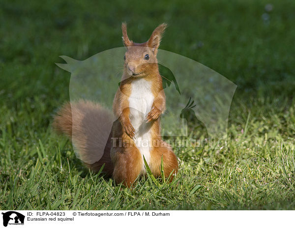Europisches Eichhrnchen / Eurasian red squirrel / FLPA-04823